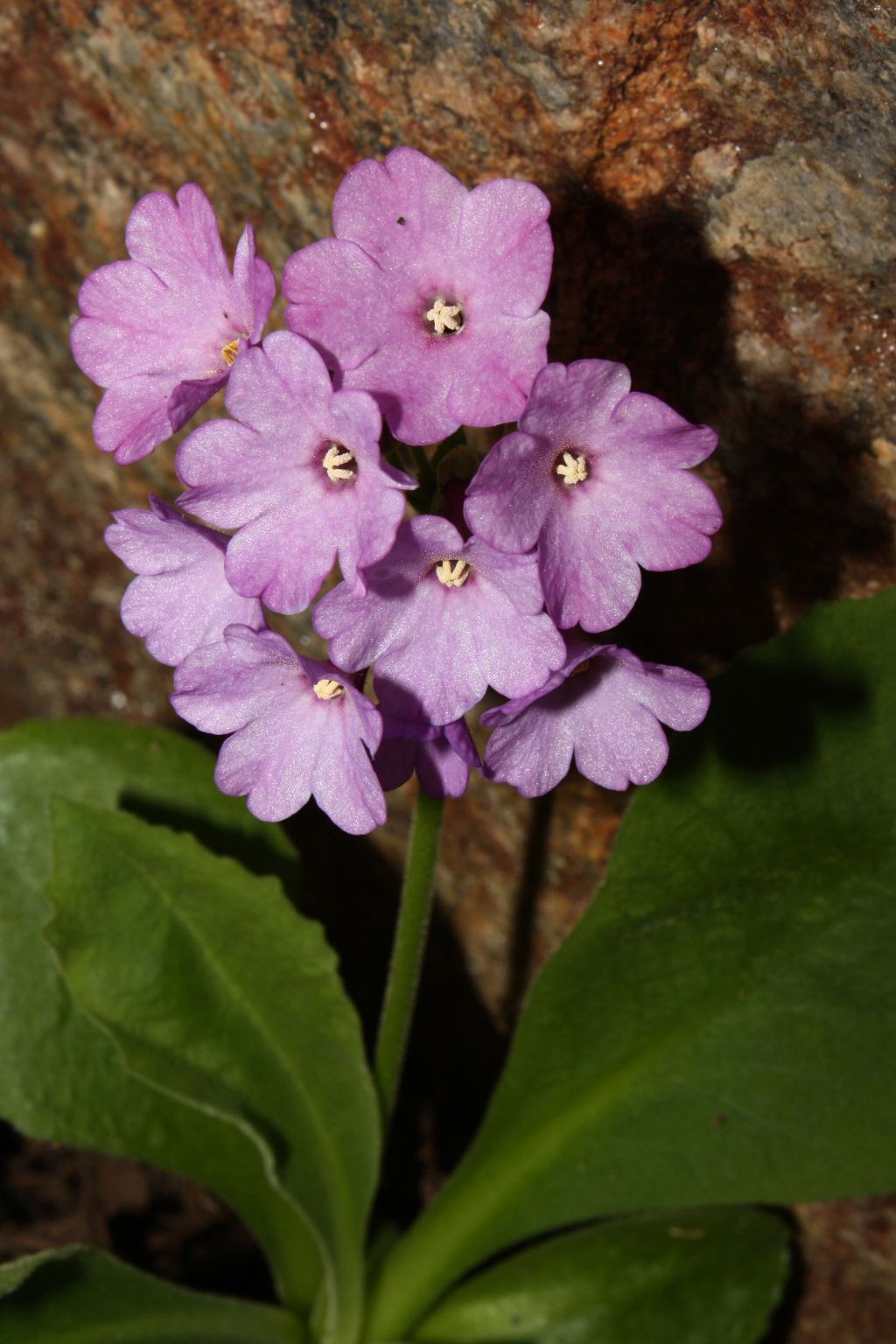 Col della Lombarda (CN): Primula latifolia subsp. graveolens